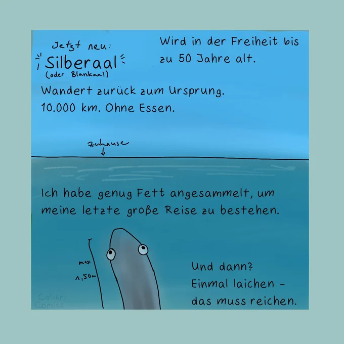Jetzt neu:
Silberaal (oder Blankaal).

Ein gräulicher Aal ist zu sehen wie er aufs Meer hinausschaut, ganz hinten am Horizont steht "Zuhause" mit einem kleinen Pfeil.

Text:
"Wird in der Freiheit bis zu 50 Jahre alt."

und 

"Wandert zurück zum Ursprung. 10.000km. Ohne Essen."

Text beim Aalkopf:
"Ich habe genug Fett angesammelt, um meine letzte große Reise zu bestehen."

Beim Aalkopf steht auch eine Größenangabe: Maximal 1,50m (Gesamtlänge).

Tja.. Und dann?
"Einmal laichen - das muss reichen."