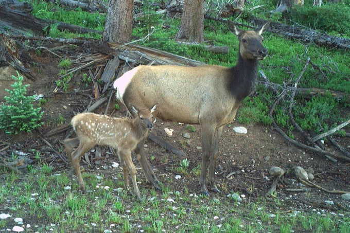 An adult elk and a young elk calf stand side by side in a forested area. 