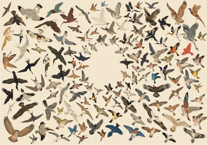 bird.onethreenine.net