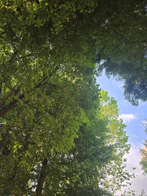 いつぞや、仕事に煮詰まりサボりに来た公園にて🌳(サボるなよ)