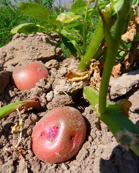 freshly unearthed red potatoes