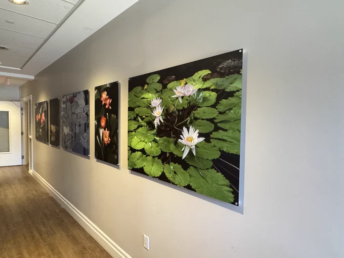 Brilliant images of flowers and lilypads fill a hallway at Stedman Community Hospice