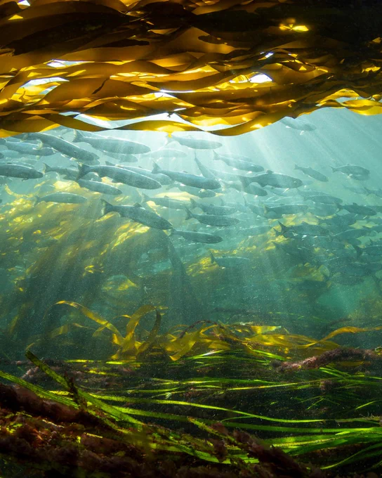 A serene underwater scene featuring a kelp forest with sunlight piercing through the water, illuminating schools of fish. The golden kelp sways gently, adding a peaceful ambiance to the marine environment.