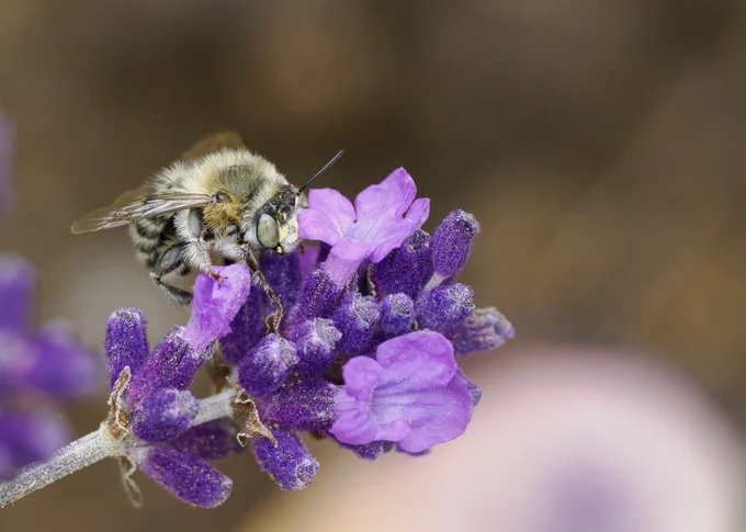 four banded flower bee