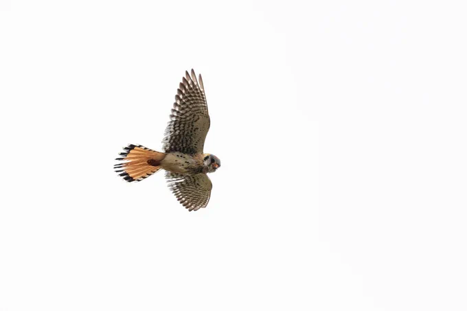 A small, colorful raptor with yellow/orange/brown feathers soaring through the sky