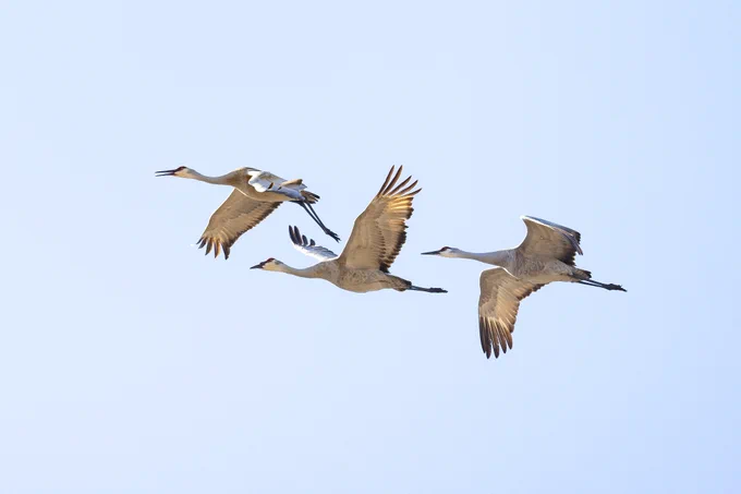Three large, lanky birds with tan and dark brown feathers soaring through the sky together