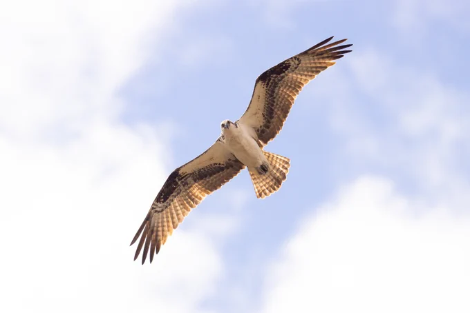A large white and brown bird soaring in the sky and looking down at the camera