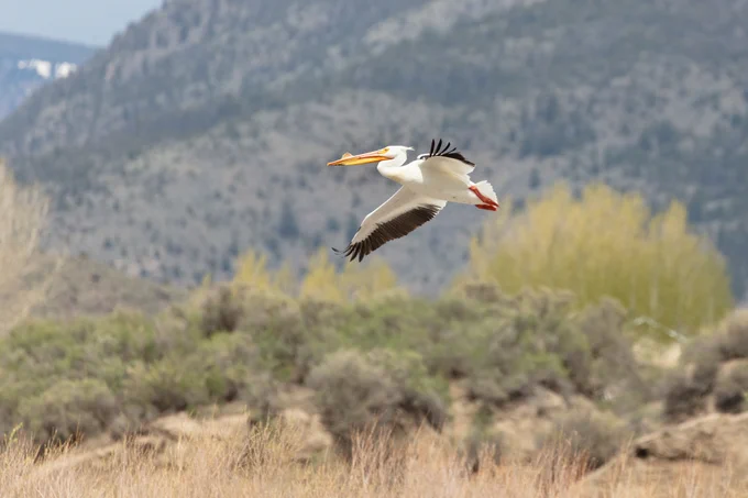 A large white bird with dark brown wing tips and yellow bill soaring through the sky