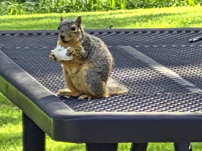 A squirrel sitting on top of a picnic table eating a white mushroom that had been growing on the lawn nearby