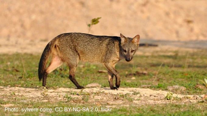 Wide shot of a crab-eating fox walking on short grass toward the right of the frame. It has tawny brown fur and a fox-like body. Its triangular ears are perked up and its head is turned toward the viewer.
