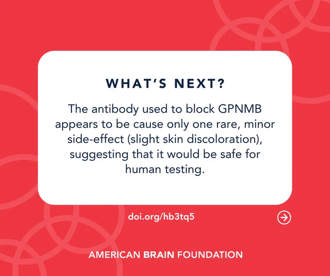 What’s Next? The antibody used to block GPNMB appears to be cause only one rare, minor side-effect (slight skin discoloration), suggesting that it would be safe for human testing.