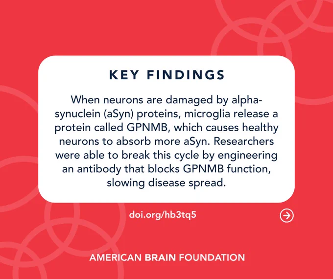 Key Findings: When neurons are damaged by alpha-synuclein (aSyn) proteins, microglia release a protein called GPNMB, which causes healthy neurons to absorb more aSyn. Researchers were able to break this cycle by engineering an antibody that blocks GPNMB function, slowing disease spread.
