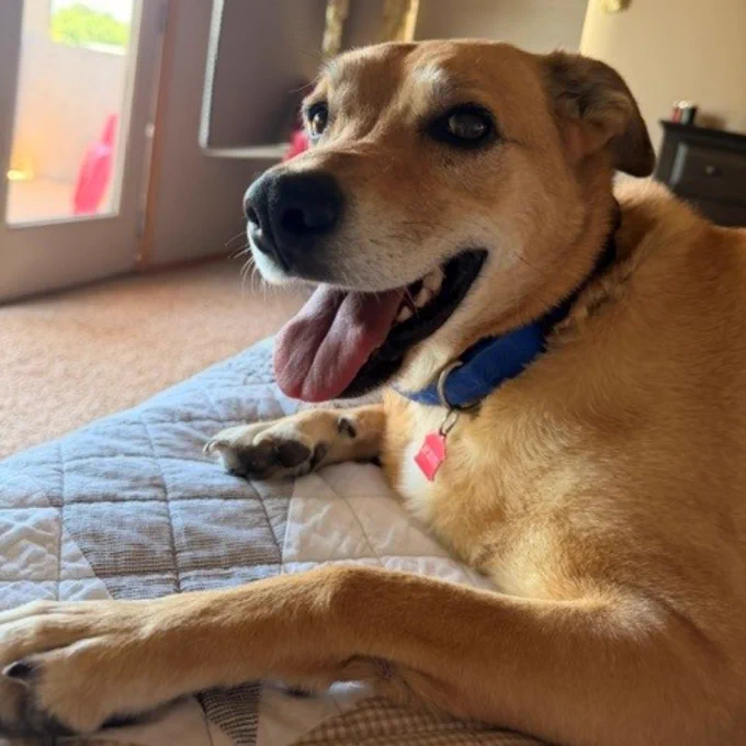 Happy tan dog with a blue collar lying on a bed in a sunlit room with beige walls and a window.