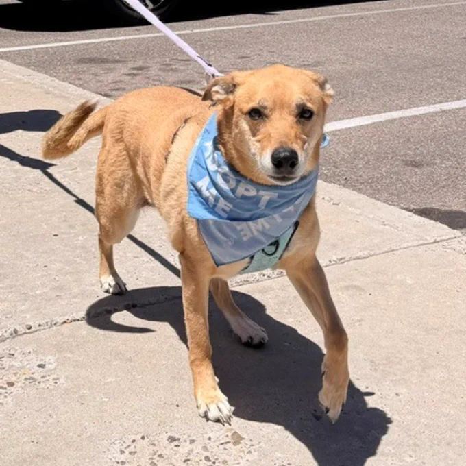 Light brown dog wearing a blue bandana and leash standing on a sunny sidewalk near a parked black SUV.