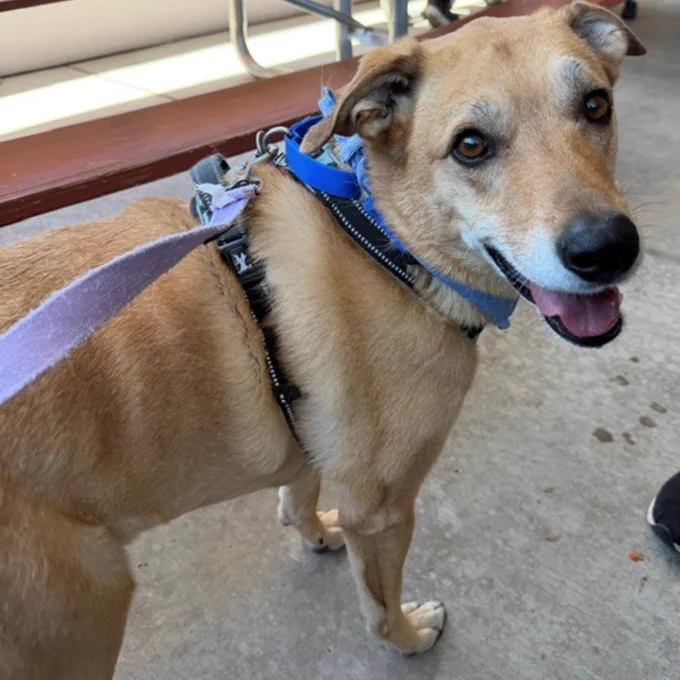 Light brown dog wearing a blue collar and black harness, standing on a concrete floor next to a purple leash attached to the harness.