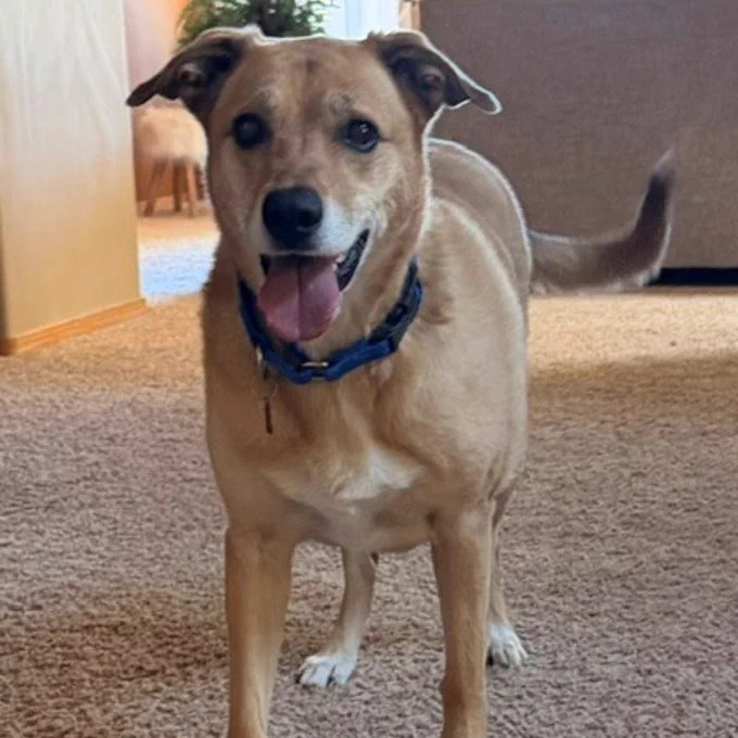 Medium-sized tan dog standing on carpet in a living room with a blue collar and wagging tail.