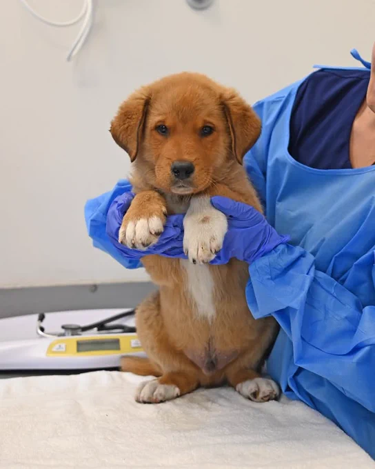 Helen Woodward Animal Center is at Helen Woodward Animal Center.