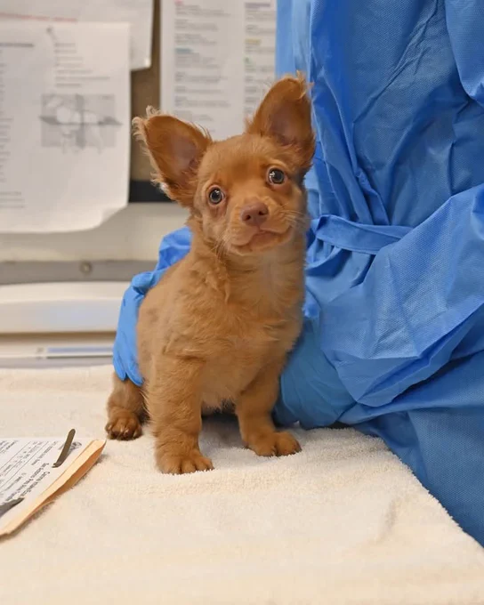 Helen Woodward Animal Center is at Helen Woodward Animal Center.