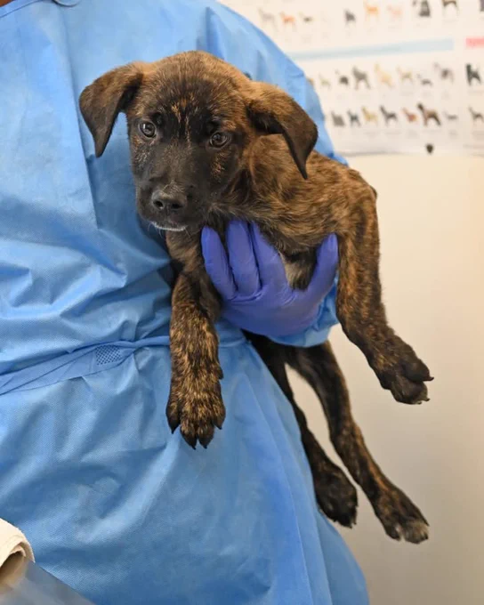 Helen Woodward Animal Center is at Helen Woodward Animal Center.