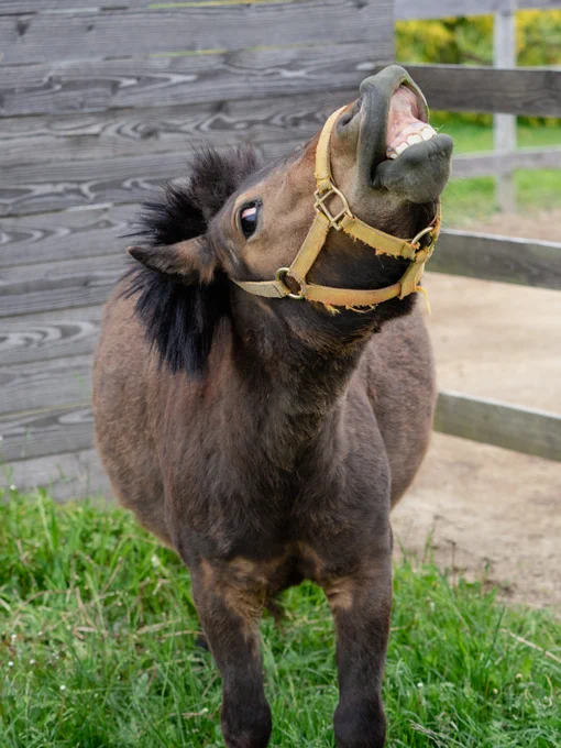 おひさま牧場の木製の柵の前に立つ、茶色のミニチュアホース・キビちゃんが首を長く上方に伸ばし、上唇を完全に裏返して上の歯を剥き出しにしている「フレーメン現象」の瞬間。目を見開いて少し白目が見えており、普段の落ち着いたお母さん馬の姿からは想像できないほどユーモラスで全力の変顔を捉えた一枚。