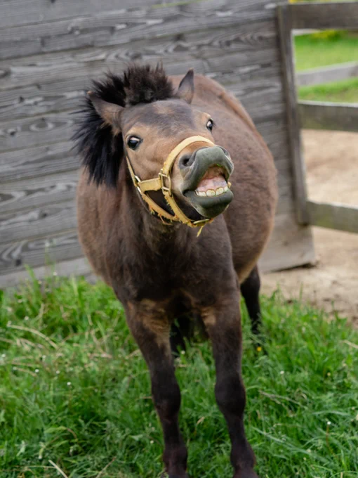 フレーメン現象をさせたまま、少し首を下ろしてカメラの正面を向いたキビちゃんのカット。上唇がめくれ上がったまま、カメラ目線で「にやり」と不敵な笑みを浮かべているようにも見える、コミカルで愛嬌たっぷりのドアップ写真。