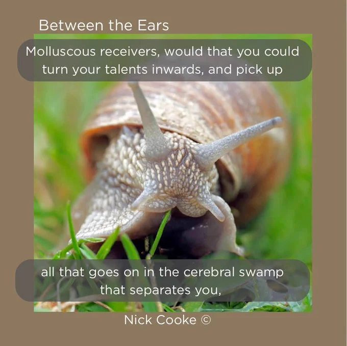 Picture of a snail with antennae facing the viewer. Title: Between the Ears. Quotes: 'Molluscous receivers, would that you could turn your talents inwards, and pick up' and 'all that goes on in the cerebral swamp that separates you,' Poet: Nick Cooke.