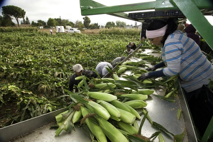 Workers in corn field