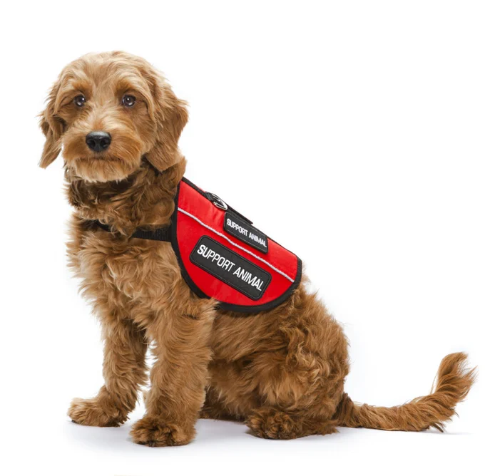 Photo of a brown fluffy dog wearing a red vest with a black and white support animal patch
