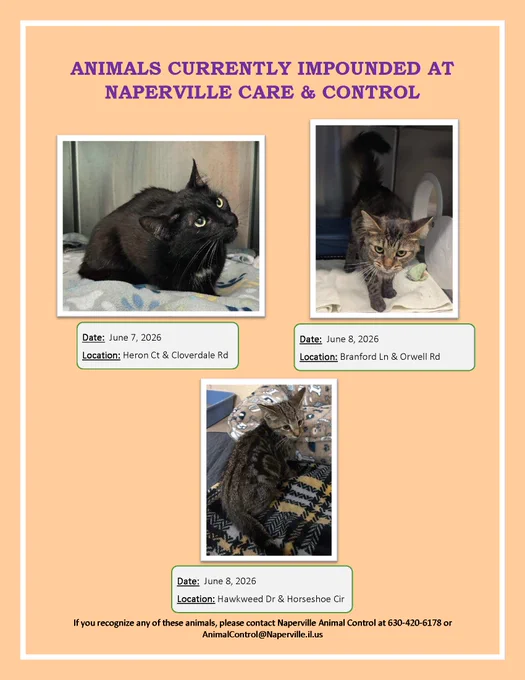 Three impounded cats shown with dates and locations from Naperville Care & Control in June 2026.