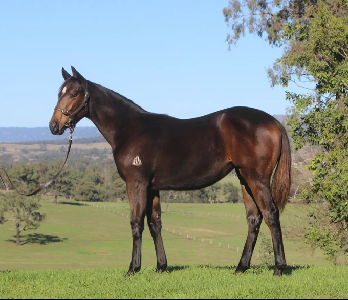 Lot 297 Cosmic Force/Aimiliona