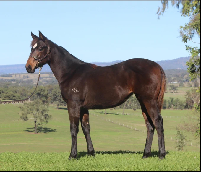 Lot 88 Pride of Dubai/Miniskirt Mayhem
