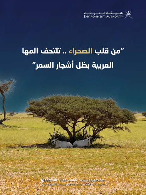 صورة للمها العربية مع عبارة "من قلب الصحراء .. تلتحف المها العربية بظل أشجار السمر"، وذلك في محمية المها العربية في محافظة الوسطى.