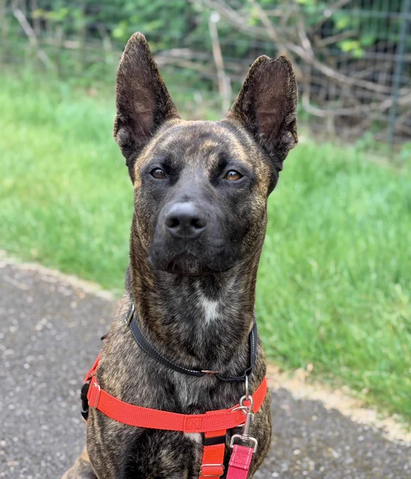 Jacob the dog