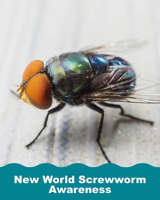 Graphic of New World Screwworm with text "New World Screwworm Awareness"