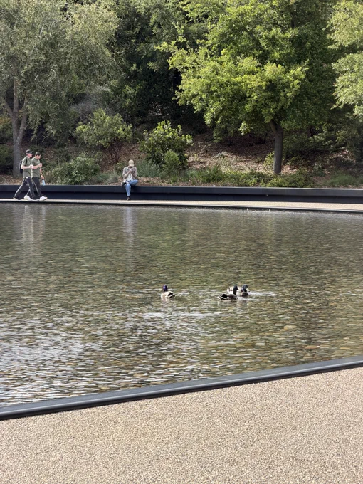 Photo of ducks in the water.