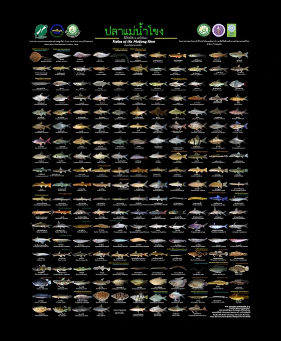 A beautifully produced PDF poster titled "Fishes of the Mekong", focusing on species from the upper Mekong basin in Thailand (Chiangmai-Chiangrai-Payao).