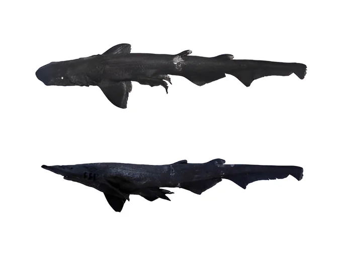 Beura, S., K.k, B. & Banerjee, D. (2026) DNA barcoding reveals a new species of deepwater catshark of the genus 𝐴𝑝𝑟𝑖𝑠𝑡𝑢𝑟𝑢𝑠 (Chondrichthyes: Pentanchidae) from India, in the Southeastern Arabian Sea. Zootaxa, 5828 (2), 303–317. https://doi.org/10.11646/zootaxa.5828.2.6