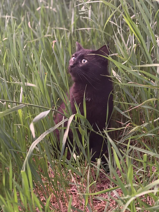 Black cat looking up while sitting in tall grass