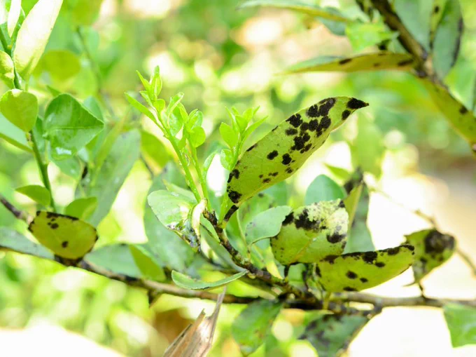 black sooty mould on the underside of  plant leaves