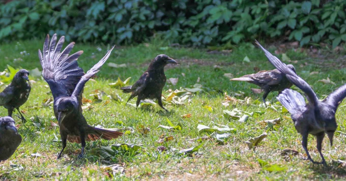 Photo of a group of crows on some grass in a park.  One crow is marching across the frame, either side of the frame, two crows are landing at the same time, wings swept back at the same angle, heads pointed down.