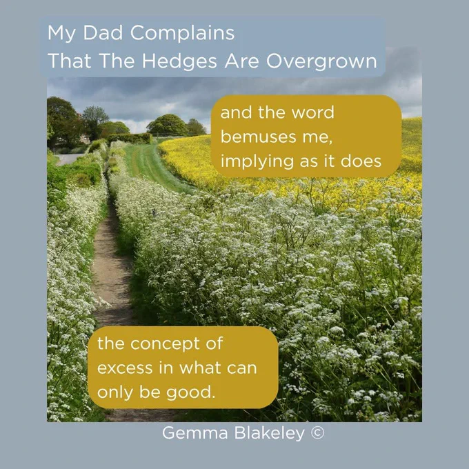 A long row of hedges along a field and walkway. Title: My Dad Complains That The Hedges Are Overgrown. Quote: 'and the word bemuses me, implying as it does' and 'the concept of excess in what can only be good'. Poet: Gemma Blakeley.