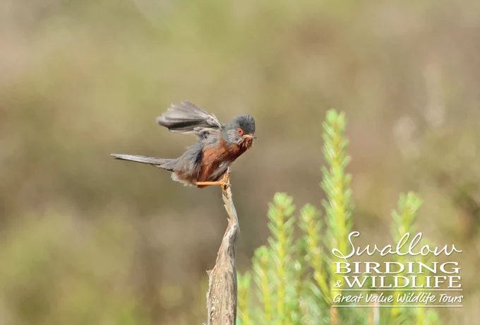 Dartford Warbler