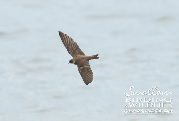 Sand Martin