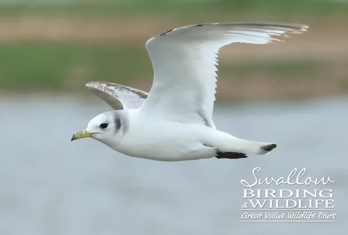 Black-legged Kittiwake