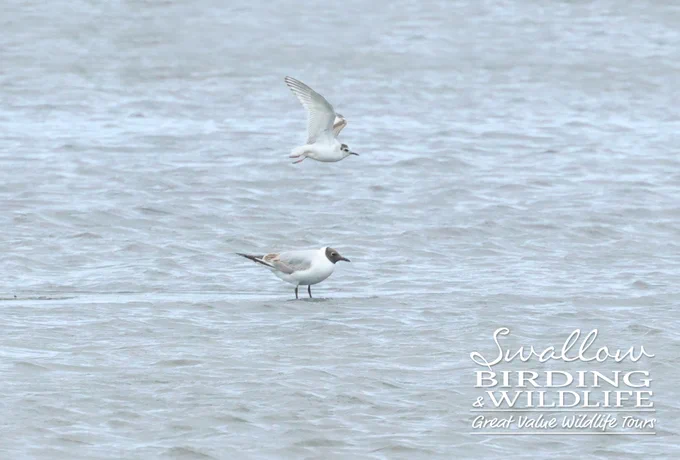 Little Gull & Black-headed Gull