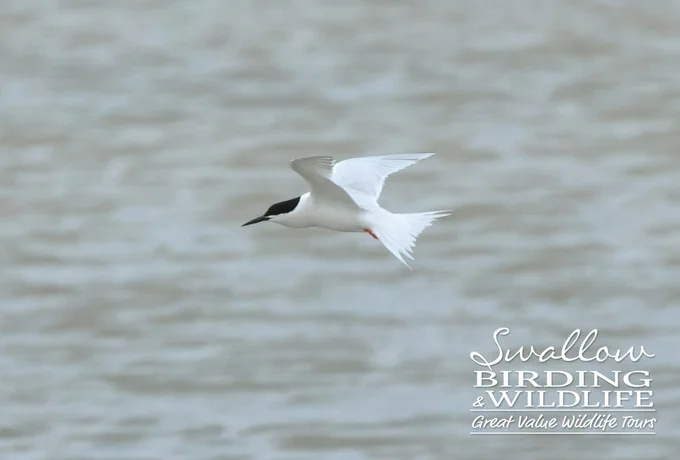 Adult Roseate Tern in flight