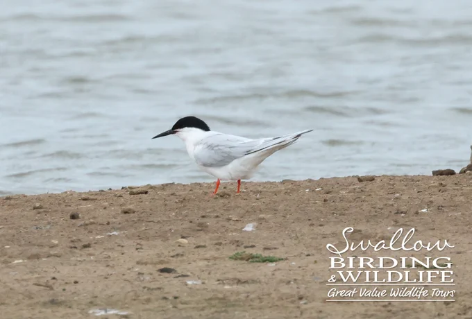 Adult Roseate Tern