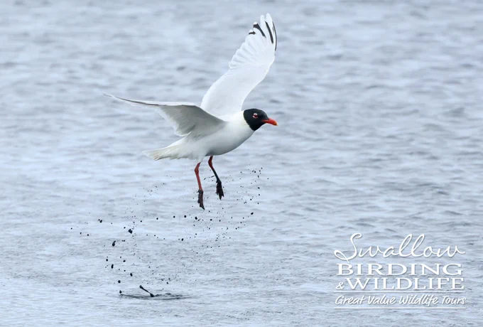 Mediterranean Gull