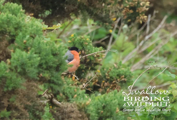 Eurasian Bullfinch