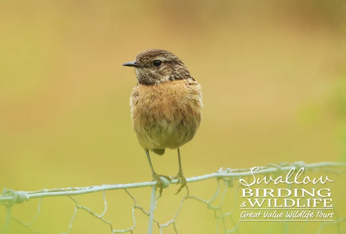 European Stonechat